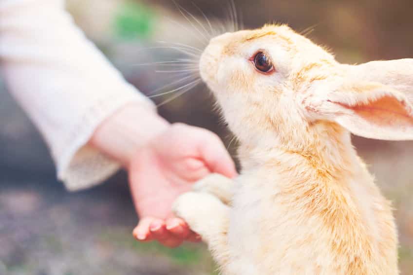 ウサギはポーカーフェイスだが、寂しいという感情があるというトリビア