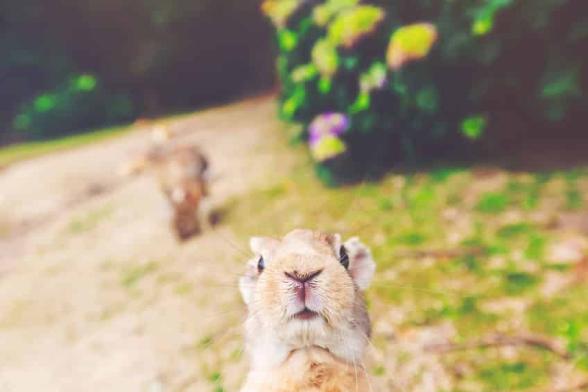 "うさぎは寂しがりや"は本当だが、"寂しいと死ぬ"はウソ。についての雑学まとめ