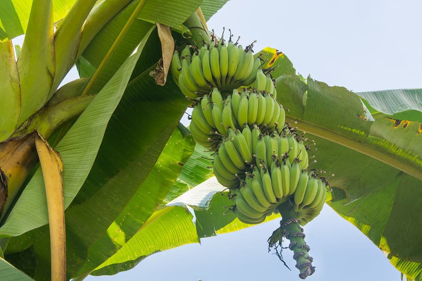 「バナナは草で野菜」という雑学まとめ