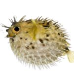 ハリセンボンの針の数は？という雑学