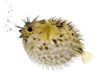 ハリセンボンの針の数は？という雑学
