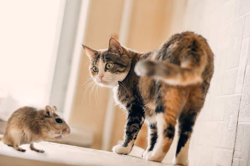 ウイスキーキャットの役割とは？についてのトリビア