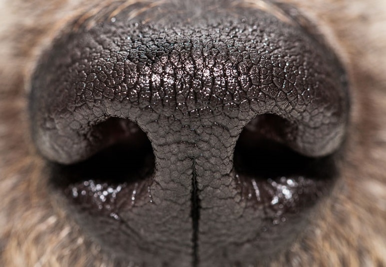 犬の嗅覚は人間の100万倍!?についてのトリビア