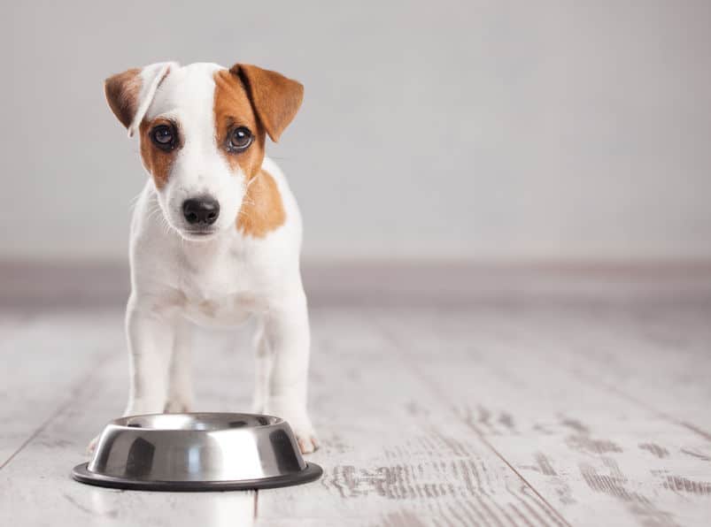 柴犬や秋田犬は特に注意!犬が玉ねぎを食べてはいけない理由についてのトリビアまとめ