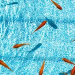 金魚すくいの金魚を長生きさせるコツがあるという雑学
