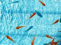 金魚すくいの金魚を長生きさせるコツがあるという雑学