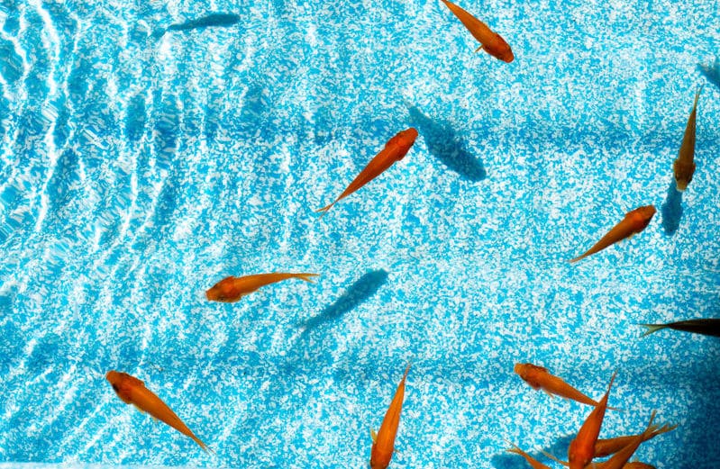金魚すくいの金魚を長生きさせるコツがあるという雑学