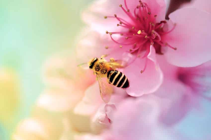 蜜専用の胃がある…!ミツバチが蜜を運ぶ方法とは?【動画あり】についての雑学まとめ