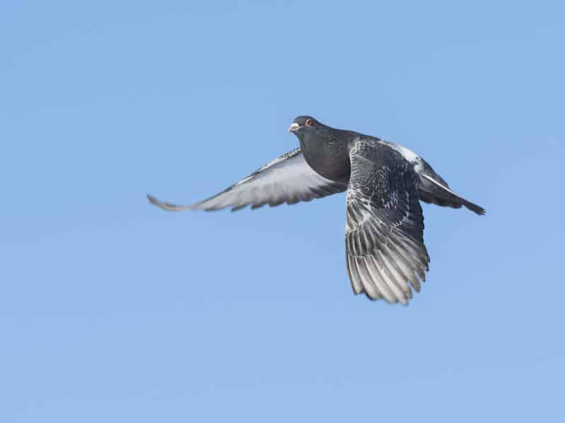 伝書鳩は、最速の通信手段だったというトリビア