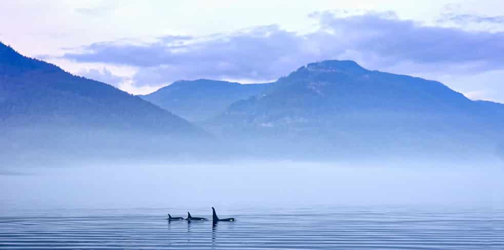 クジラとイルカの違いは大きさだけというトリビア