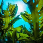 昆布のダシが海の中で出ない理由に関する雑学