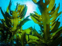 昆布のダシが海の中で出ない理由に関する雑学