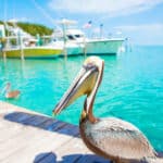 ペリカンはなんでも食べる獰猛な鳥という雑学