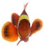 魚には鼻の穴が4つあるという雑学