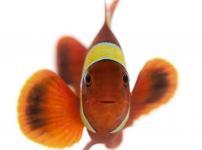 魚には鼻の穴が4つあるという雑学