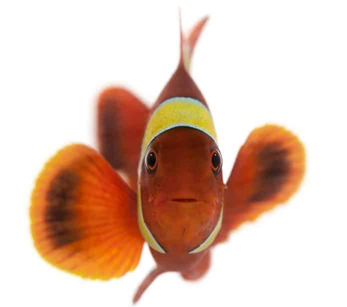 魚には鼻の穴が4つあるという雑学