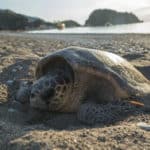 ウミガメが産卵時に流しているのは「涙」ではないという雑学