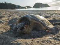 ウミガメが産卵時に流しているのは「涙」ではないという雑学