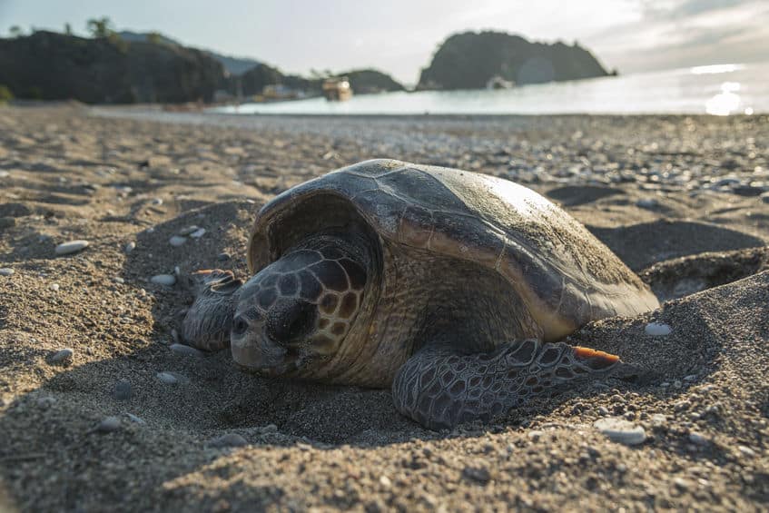 ウミガメが産卵時に流しているのは「涙」ではないという雑学