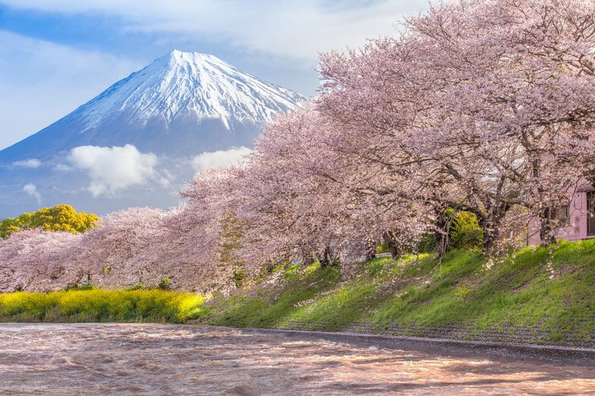 日本だけ!海外にも桜はあるけど"お花見"はないんですという雑学まとめ