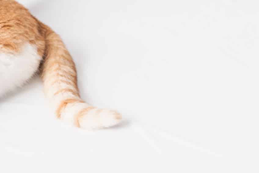 人間と猫の骨の差、約40本はどこにあるかというトリビア