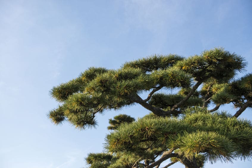 身分を表すその他の色についてのトリビア