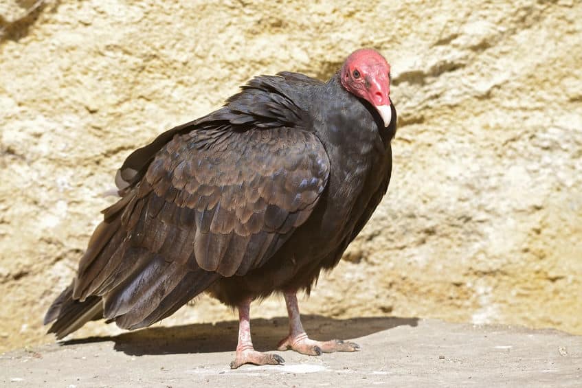 "姫"感ゼロ…。ヒメコンドルの主食は死体の肉。その生態についての雑学まとめ