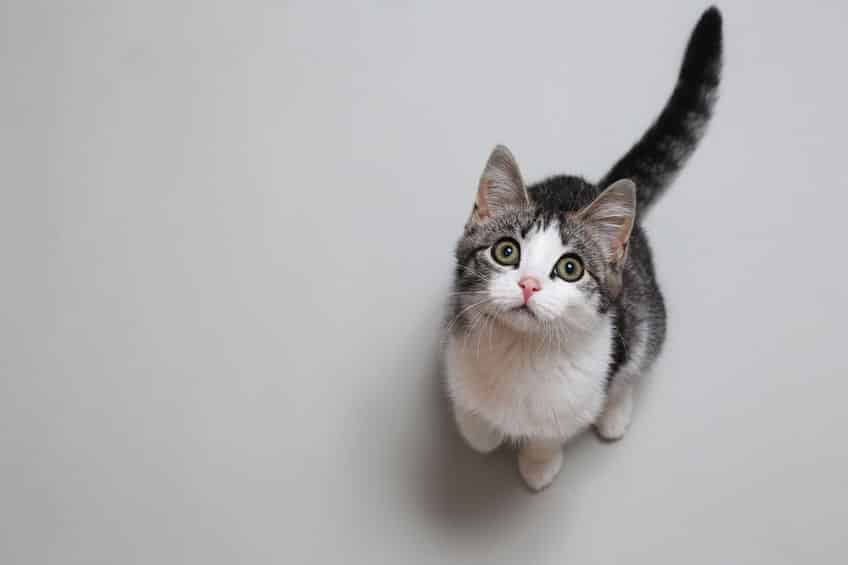 「猫の様子」説についてのトリビア