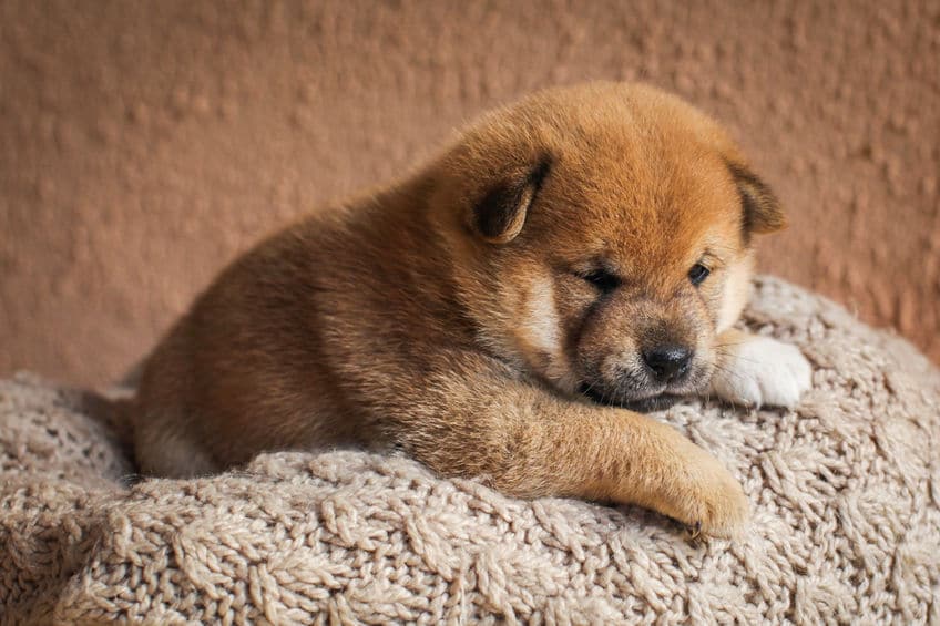 柴犬は、普通に飼える天然記念物なのだというトリビア