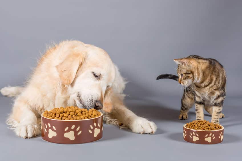ドッグフードとキャットフード、違いは材料にあり!というトリビア