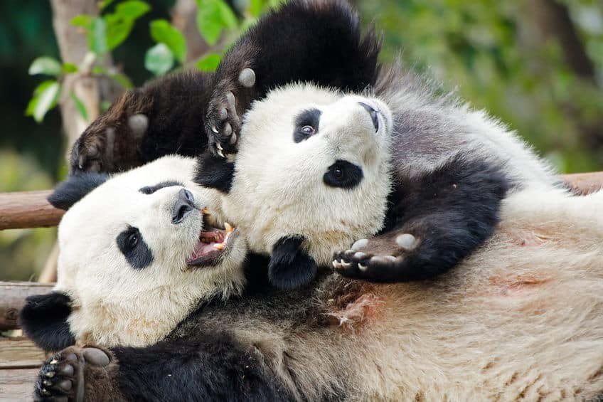 絶滅するぞ!パンダは双子を産むと1頭しか育てない…【動画あり】についての雑学まとめ