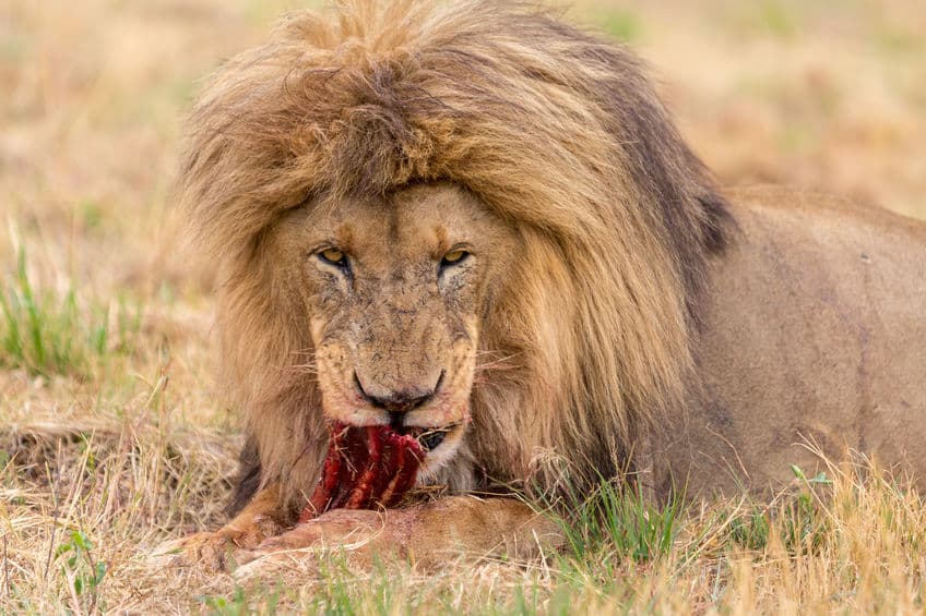 実は草食動物も肉を食べます。肉食動物との違いについての雑学まとめ