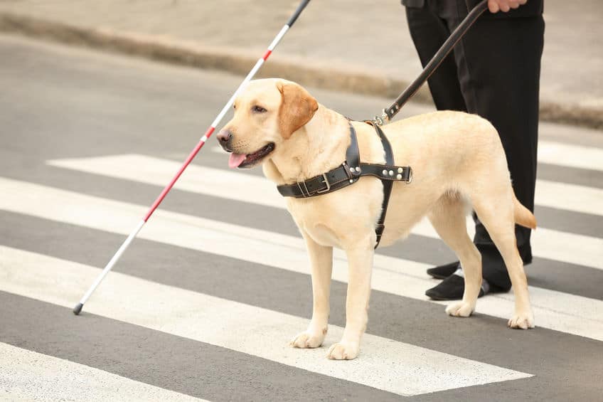 パートナーと盲導犬、お互いの協力で信号を判別し道路を渡るのだ!というトリビア