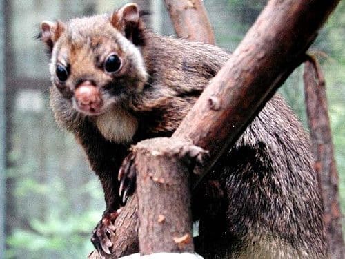 ムササビとモモンガの基本的な違いは?