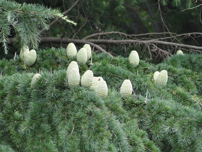 ヒマラヤスギの開花時期は秋というトリビア