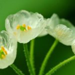 雨に濡れると透明になる花があるという雑学