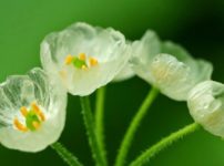 雨に濡れると透明になる花があるという雑学