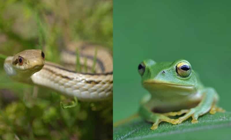 カエルやヘビは虫ではないのになぜ『虫拳』?についてのトリビア