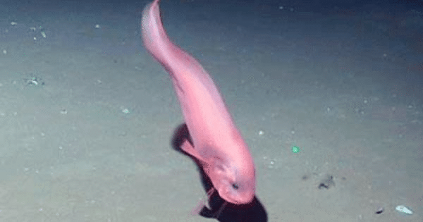 マリアナ海溝に棲む生物についてのトリビア