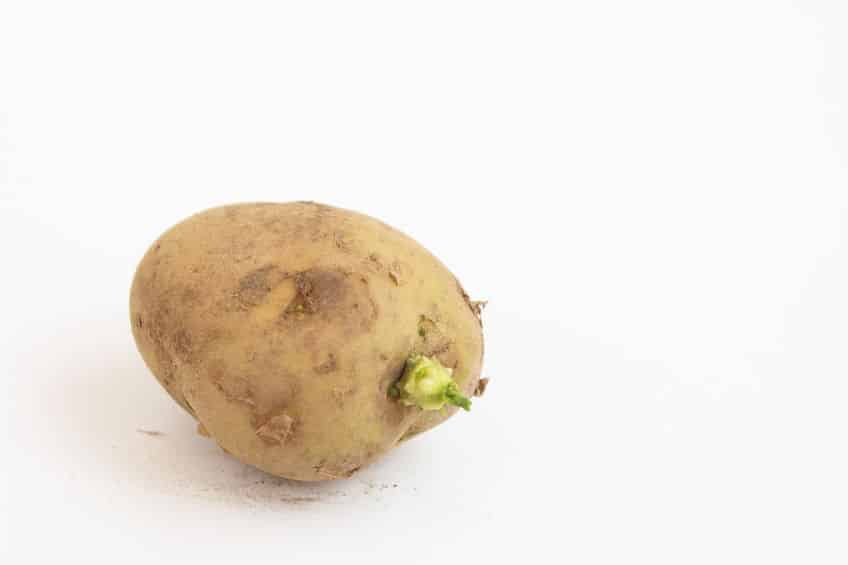ジャガイモの芽には食中毒を起こす天然毒素が含まれているというトリビア