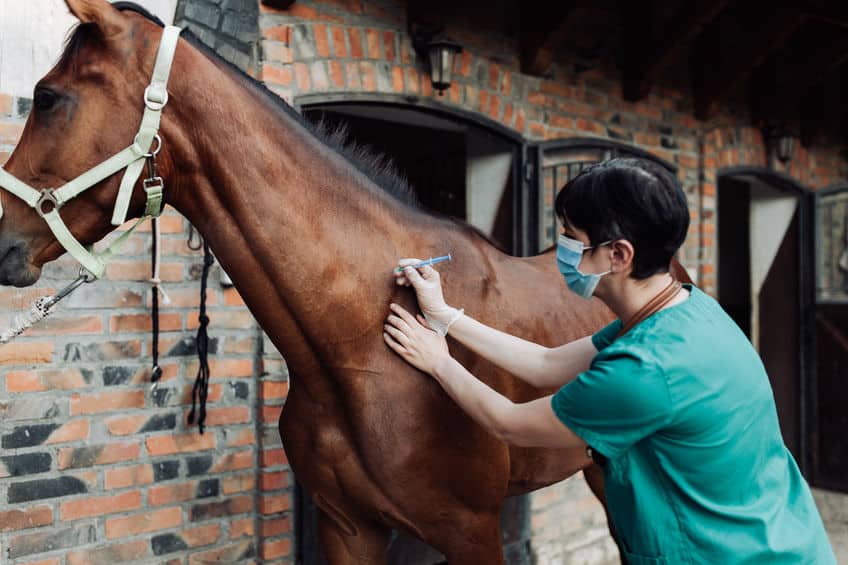 輸血提供専用馬「ユニバーサルドナー」についてのトリビア