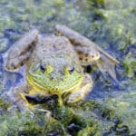 ウシガエルはヘビを丸飲みにするという雑学