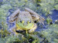 ウシガエルはヘビを丸飲みにするという雑学