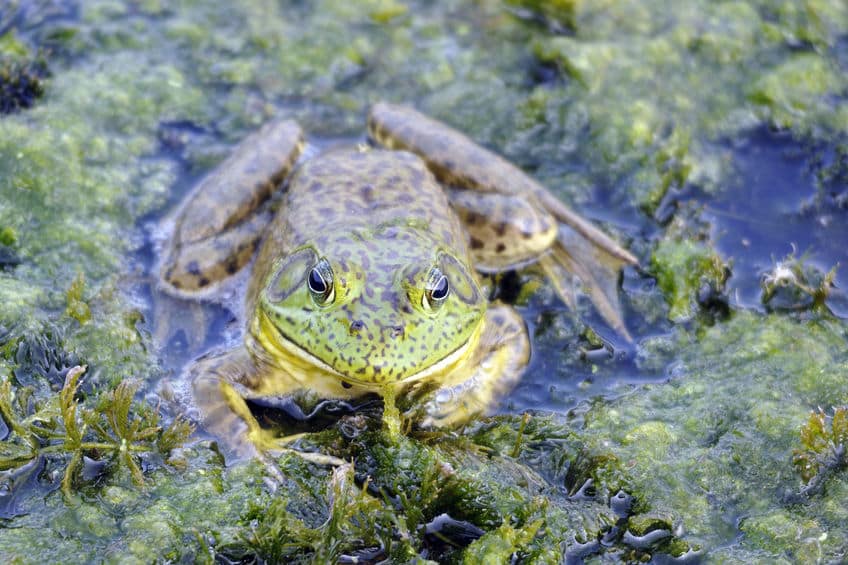 ウシガエルはヘビを丸飲みにするという雑学
