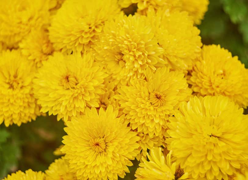 菊の花むしりは東北の家庭では定番の下ごしらえというトリビア