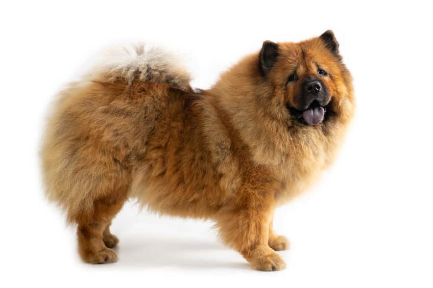 チャウチャウには食用犬として品種改良されたという説があるというトリビア