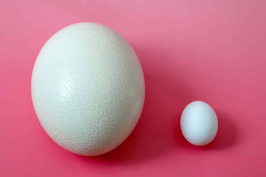 ダチョウは卵も最大というトリビア