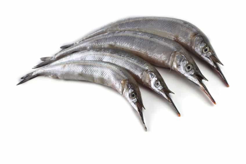 サメよりヤバい。時速60kmで漁師を殺す魚"ダツ"についての雑学まとめ