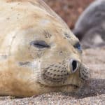 地上最大の肉食動物はミナミゾウアザラシという雑学