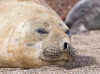 地上最大の肉食動物はミナミゾウアザラシという雑学
